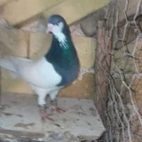 جفت شصطی نروماده