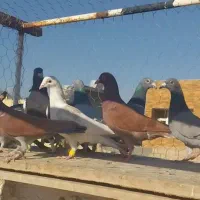 دسته کبوتر پلاکی نر