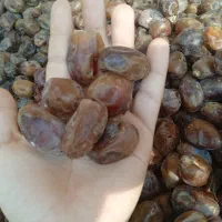 خرما گنطار