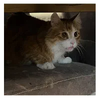 واگذاری فوری سه عدد گربه