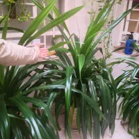 گلدون گیاه پاندانوس|گل و گیاه طبیعی|اهواز, پادادشهر|دیوار