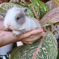 بچه خرگوش جرسی