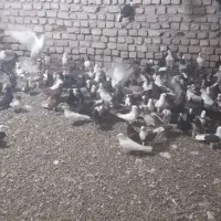 کفتر نر و ماده همه رنگ همه پرشی