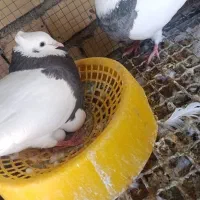 کفتر