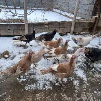 بوقلمون ماده۹ماهه جوان