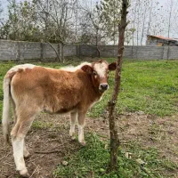 گاو وگوساله خوشکل همه چی تمام گاو اولین بچشه|حیوانات مزرعه|لولمان, |دیوار