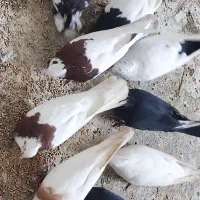 کبوتر فروش فوری|پرنده|سوق, |دیوار