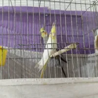 معاوضه جفت عروس هلندی|پرنده|داراب, |دیوار