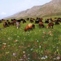 سلام این عکسها مال این گوسفندان نیست|حیوانات مزرعه|خاوه, |دیوار