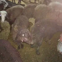 بره گوسفند بز همه فروشی