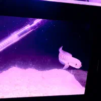 چانا استوارتی بلکگلکسی