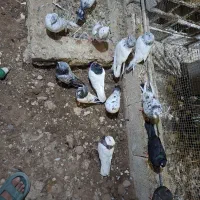 کبوتر|پرنده|خرمشهر, |دیوار