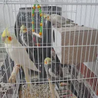 عروس هلندی جفت تک بالغ جوجه دستی