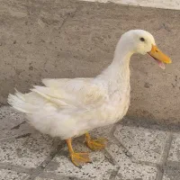 اردک