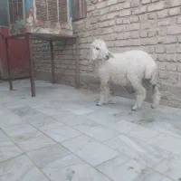 بره ماده|حیوانات مزرعه|زهک, |دیوار