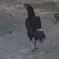 مرغ و خروس لاری|حیوانات مزرعه|بلبان آباد, |دیوار