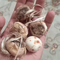 بذر زعفران