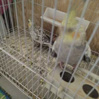 طوطی عروس|پرنده|بندر ماهشهر, |دیوار