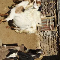 بز فروشی|حیوانات مزرعه|مشگین شهر, |دیوار