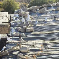 تعدادی کفتر سفید|پرنده|چیتاب, |دیوار