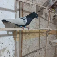 کبوتر سبز مکس و رنگی