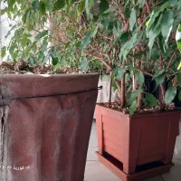 گل بنجامین|گل و گیاه طبیعی|تهران, تهران‌ویلا|دیوار