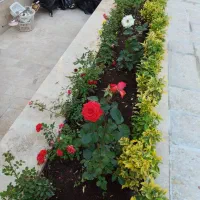 باغبانی سمپاشی  و گل کاری درتمام نقاط شهرازمشهد