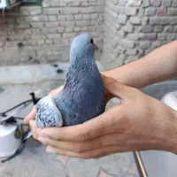 کبوتر پلاکی|پرنده|ایرانشهر, |دیوار