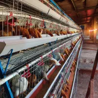 واگذاری سالن مرغ تخمگذار محلی