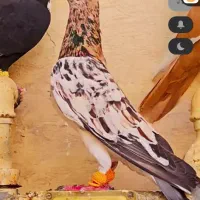 کبوتر دورگ و هفرنگ