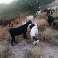 بز داشتی