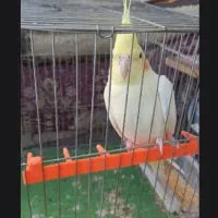 گم شده عروس هلندی|حیوانات|دهدشت, |دیوار