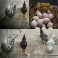 مرغ و خروس گلین اصل و لاری