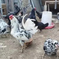 تخم مرغ  نطفه دار