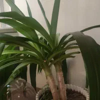گل زیبا و طبیعی