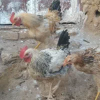 خروس چاق معاوضه