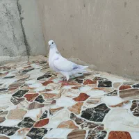 کبوتر|پرنده|پارس‌آباد, |دیوار
