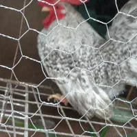 یکجفت مرغ و خروس چاپنیز