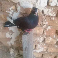 کفتر|پرنده|کوهدشت, |دیوار