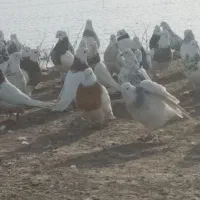 ی بوم کبوتر طوقی