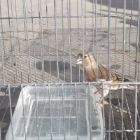 سهره قناری ماده|پرنده|ایلام, |دیوار