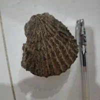 فسیل چند میلیون ساله