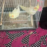 دوچفت عروس  هلندی|پرنده|آبادان, |دیوار