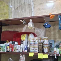 پت شاپ نوک طلا|لوازم جانبی حیوانات|رشت, معلولین|دیوار