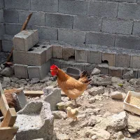 مرغ و جوجه گلین لری جنگلی