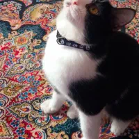 گربه تاکسیدو واکسن زده شده