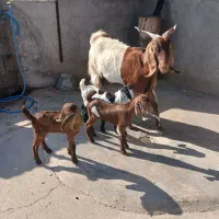 بز افغانی سه قلو زا جوان وسرحال