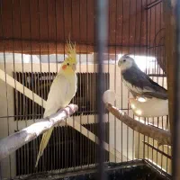 عروس هلندی مولد|پرنده|شوشتر, |دیوار