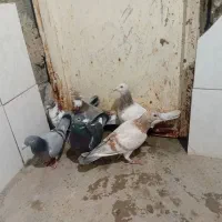 کبوتر|پرنده|گرمخان, |دیوار