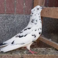 کبوتر کفتر